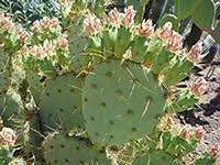 If you live in the beautiful desert southwest as i do (arizona), you've probably seen prickly pear cactus. Cacti Of West And Southwest Usa Opuntia
