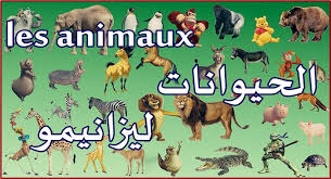 وحيد القرن الأبيض (الاسم العلمي: ØªØ¹Ù„Ù… Ø§Ø³Ù…Ø§Ø¡ Ø§Ù„Ø­ÙŠÙˆØ§Ù†Ø§Øª Ø¨Ø§Ù„ÙØ±Ù†Ø³ÙŠØ© Ù…ØªØ±Ø¬Ù…Ø© Ù„Ù„Ø¹Ø±Ø¨ÙŠ ÙƒÙŠÙÙŠØ© Ù†Ø·Ù‚Ù‡Ø§