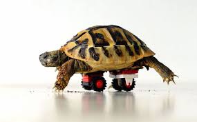 Tortoise Fitted With Lego Wheelchair To Help Him Move Around Turtle Tortoise Pet Turtle