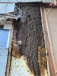 All florida bee removal blog » honey bees in house walls. Bees Make A Hive Inside The Walls At My Grandmothers House Natureisfuckinglit
