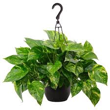 Image result for Epipremnum en casa