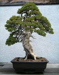 Bonsai Bonsai Tree Bonsai Art