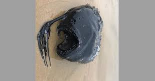 The football fish, is an uncommon winter fish. Rare Anglerfish Washed Ashore In Laguna Beach California