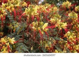 Image result for Erythrostemon