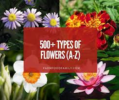 Please note for many of these flowers there are a multitude of different species within the given genus. 350 Different Types Of Flowers With Names And Pictures A Z
