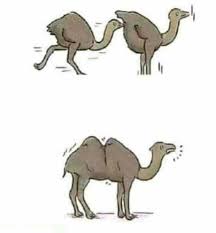 As far back as hannibal crossing the alps in the 3rd century bc, elephants have played a role in war. How A Camel Is Made 9gag