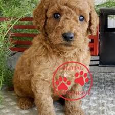 Find miniature goldendoodle dogs and puppies from florida breeders. F1 Goldendoodle Puppies Puppies For Sale Global Puppies Home