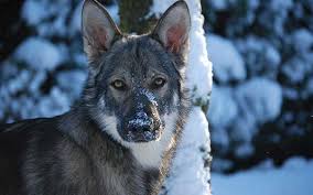 Duitse herdershond) with a eurasian grey wolf from siberia. Marxdorfer Wolfshund Wolfshybrid Wolfshund Hunderassen