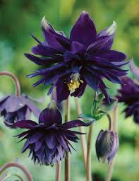 Great for the border or in container. Aquilegia Black Barlow Tesselaar