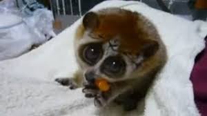 Cele mai frumoase tunsori în scări. Cele Mai Dragute Animale Din Lume Merita Vazut Youtube