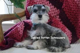 Black And Silver Miniature Schnauzer Pin By Sue Johns On Salt Pepper Schnauzers Miniature Schnauzer Schnauzer Schnauzer Puppy