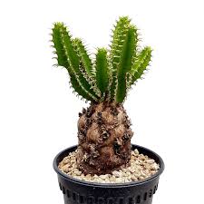 Image result for Euphorbia mlanjeana