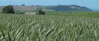 Forage Cereal Specialty Seeds 2021 Nz S Independent Seed Supplier Christchurch New Zealandspecialty Seeds 2021 Nz S Independent Seed Supplier Christchurch New Zealand