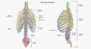 They articulate with the vertebral column posteriorly and terminate anteriorly as cartilage the rib cage. Real Human Rib Thoracic Cage And Spine Bones Anatomy White 01 3d Model 119 Max Free3d