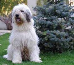 Maybe you would like to learn more about one of these? 17 Mioritic Ideen Hunde Englischer Schaferhund Schone Hunde