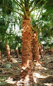 شراء نخيل واشنطن في الرياض | أفضل أسعار نخيل واشنطن للحدائق والشوارع