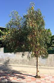 The red gum has leaves typical of most eucalyptus trees, which are lanceolate in shape. Ufei Selectree A Tree Selection Guide