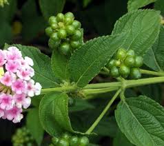 Image result for Lippia abyssinica