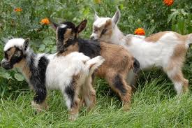 The Daily Cute Greatest Of All Time G O A T Dwarf Goats Nigerian Dwarf Goats Goats