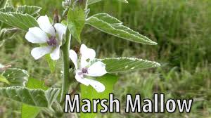Its healing powers are due in part to the mucilage it contains. Survival Medicine Marsh Mallow Althaea Officinalis Youtube