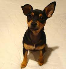 Chipin Dog Miniature Pinscher Chihuahua Mix Info Pictures Puppies Characteristics Video Miniature Doberman Miniature Pinscher Doberman Pinscher Puppy