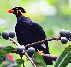 Image result for Canthium glaucum