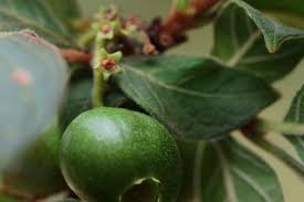 Image result for Vangueria esculenta