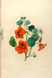 N40 W1150 Watercolor Flowers Paintings Botanical Drawings Botanical Illustration