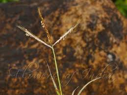 Image result for Eulalia