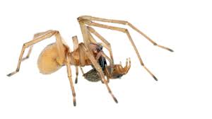 Image result for yellow sac spider bite skin