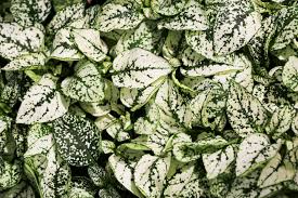 Image result for Hypoestes cancellata