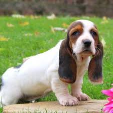 Black And White Basset Hound Puppies For Sale Basset Hound Puppies For Sale Greenfield Puppies Hound Puppies Basset Hound Puppy Basset Hound