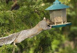 Ultrasonic pest repellers (also called electronic pest repellers) are a common product you'll find on the internet and on store shelves in the pest control aisle. Best Squirrel Repellents Updated In 2021