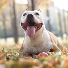It can take 10 weeks or more before the vaccine takes effect. Mouth Cancer Oral Cancer In Dogs Huntersville Vet Carolina Veterinary Specialists