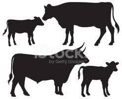 23 4 moose antler bull moose. Vector Silhouettes Of A Bull A Cow And A Calf Clipart Images