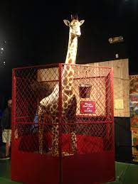 Circus World Baraboo Wi Giraffe Giraffe Baraboo Animals