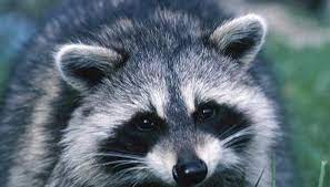 What Colors Are Raccoons Animals Herbivorous Animals Omnivorous Animals