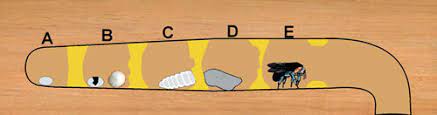 Not only can they still hatch, they can also be sought out by woodpeckers. Things To Know About Carpenter Bees