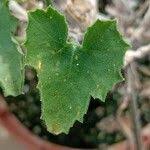 Image result for Corallocarpus bainesii