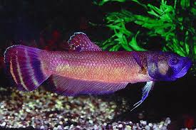 Llegan a alcanzar los 11 cm. Betta Macrostoma Aqualog De