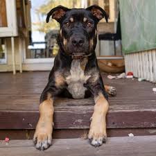 We are committed to rescuing cats & dogs who find themselves homeless.we work with local pounds, other rescues and private surrenders. Marky Medium Male Shar Pei X Mixed Breed Mix Dog In Wa Petrescue