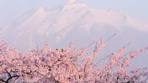 Good day, on this site you can quickly and conveniently download free wallpapers for your desktop. Sakura Wallpaper 1920x1080 59419