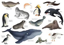 Imagier Les Animaux Du Pole Sud Imagier Animaux Animaux Animaux Polaires