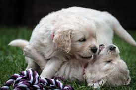 Überzeugen sie sich vor ort und beobachten sie die welpen. Welpen Golden Retriever Club E V Grc