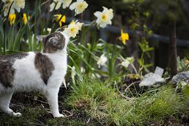 But some of the more commonly found house plants which are poisonous to cats include: Common Garden Plants That Are Toxic To Cats