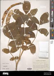 Image result for Markhamia obtusifolia