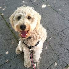 STEPHANIE MANOR PET CARE