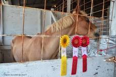 Will County Fair