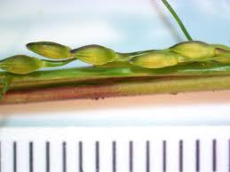 Image result for Panicum gilvum