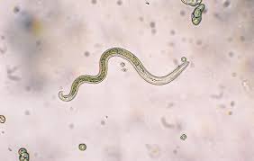 We did not find results for: Worms When Should My Dog Be Dewormed Parkside Vets Pets